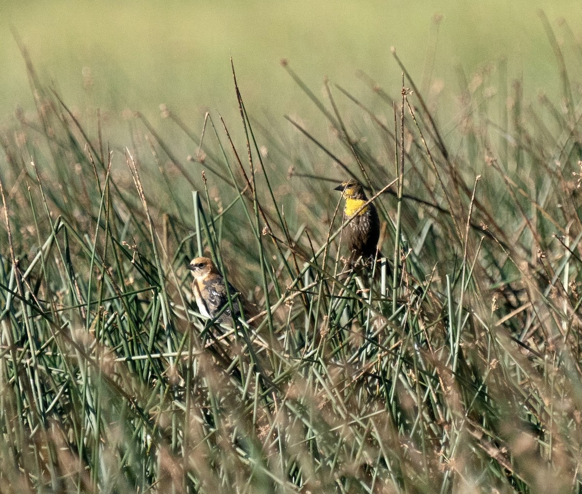 Yellow-headed Blackbird - ML604219301
