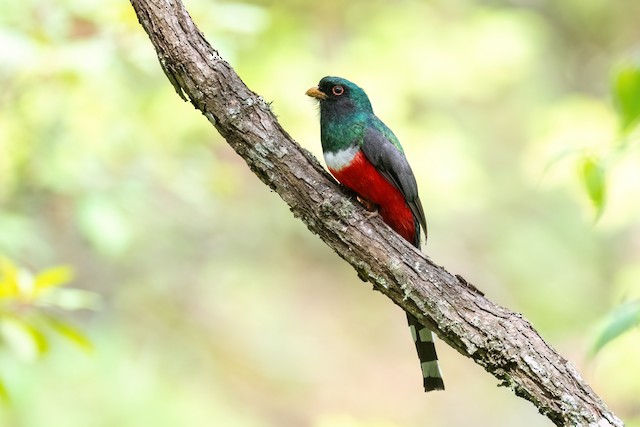 Mountain Trogon