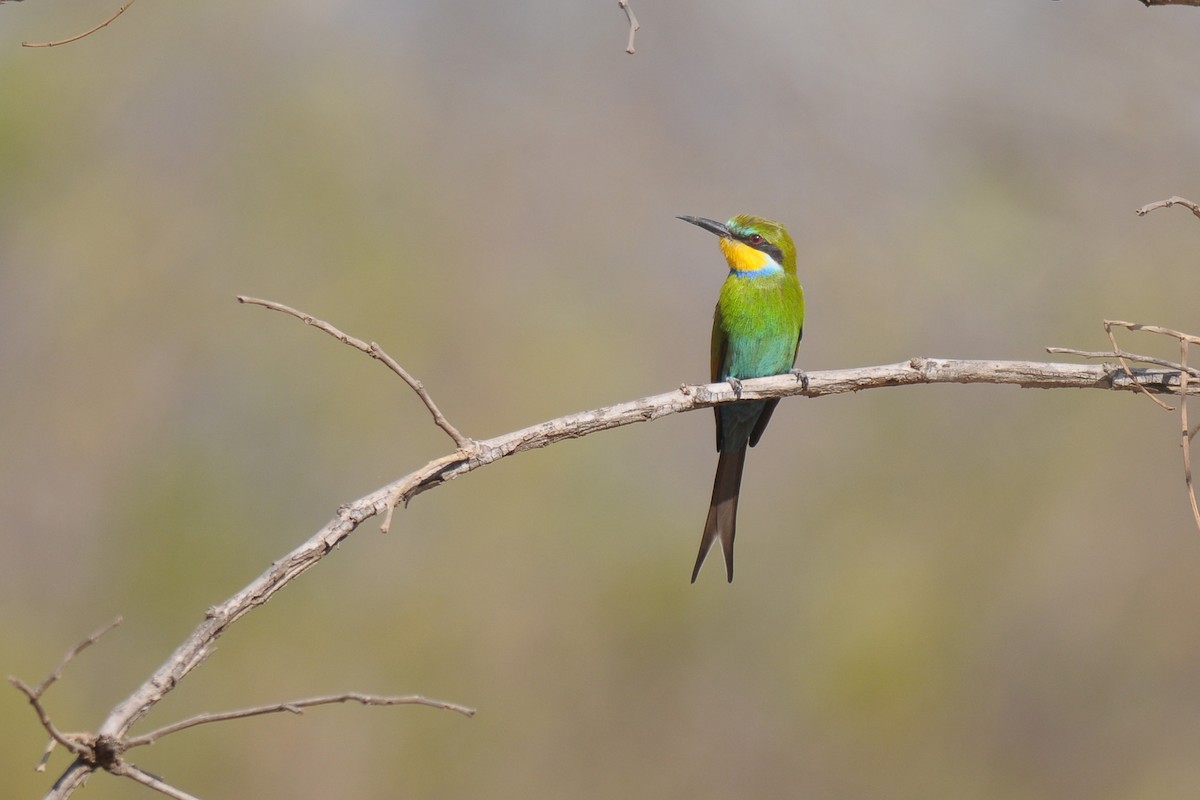 Swallow-tailed Bee-eater - ML604219871