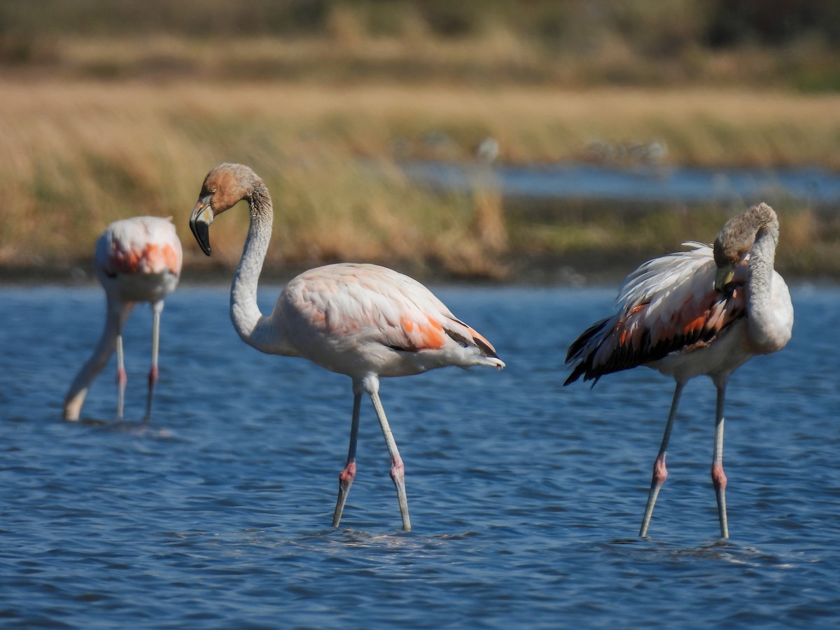 Chilean Flamingo - ML604219951