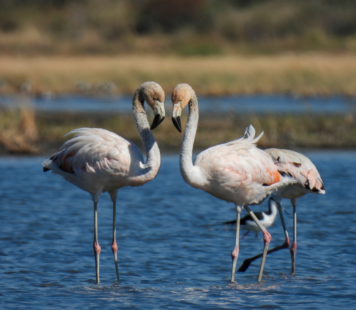 Chilean Flamingo - ML604219961