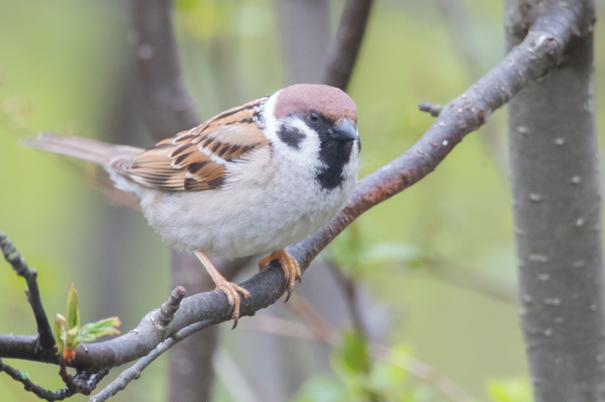 Eurasian Tree Sparrow - Brendan Klick