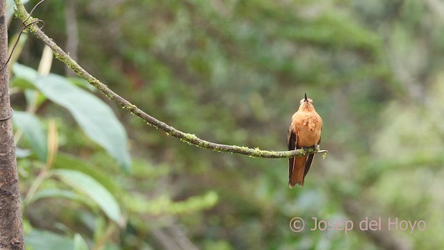 kolibřík duhovohřbetý - ML604228791