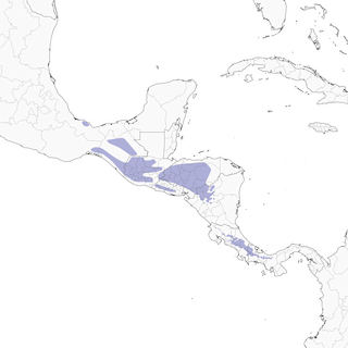 Distribution of the Yellowish Flycatcher - Range Map