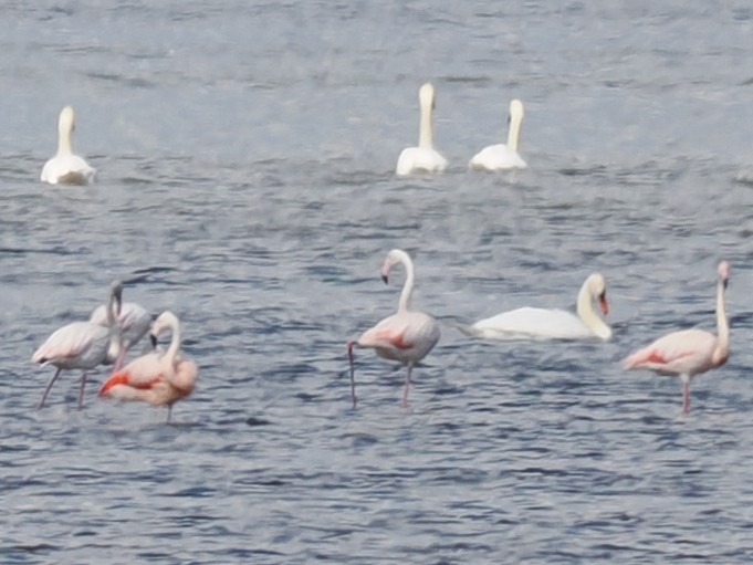 Greater Flamingo - ML604232091