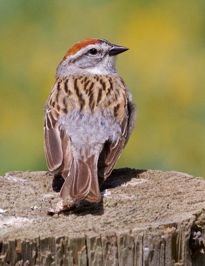 Chipping Sparrow - ML60423331