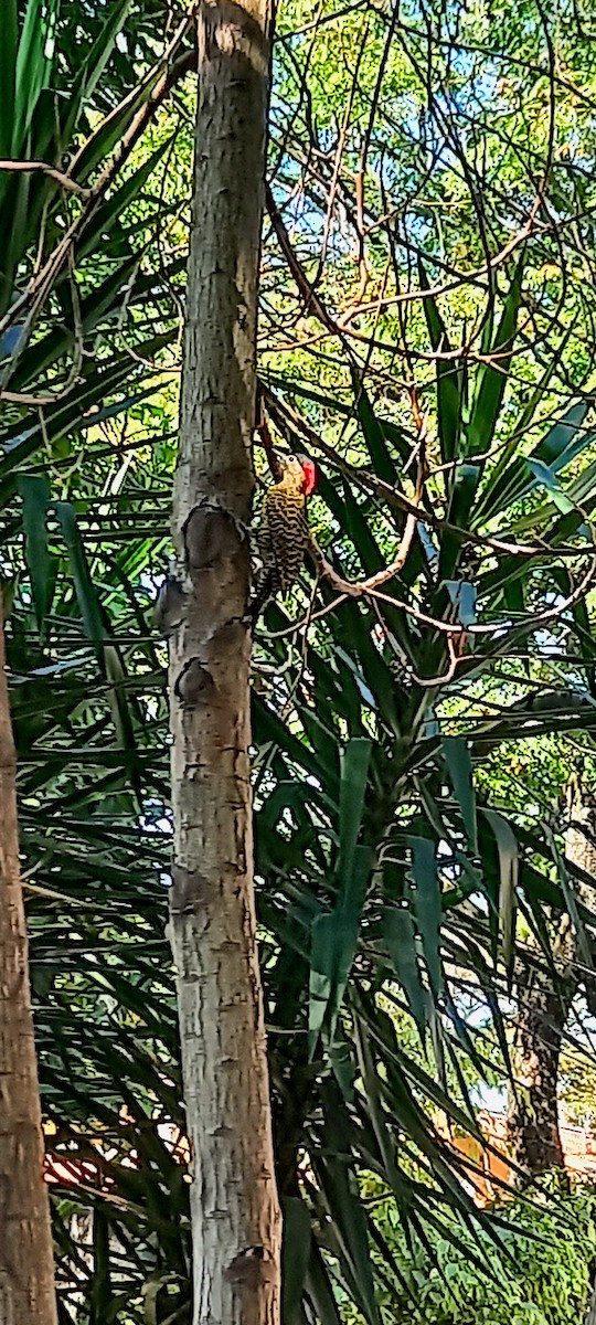 Green-barred Woodpecker - ML604236231