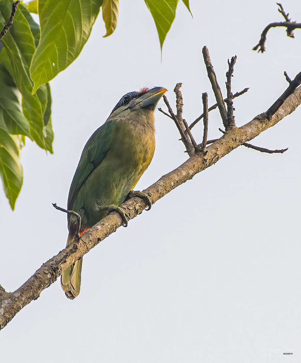 Red-vented Barbet - ML604237291