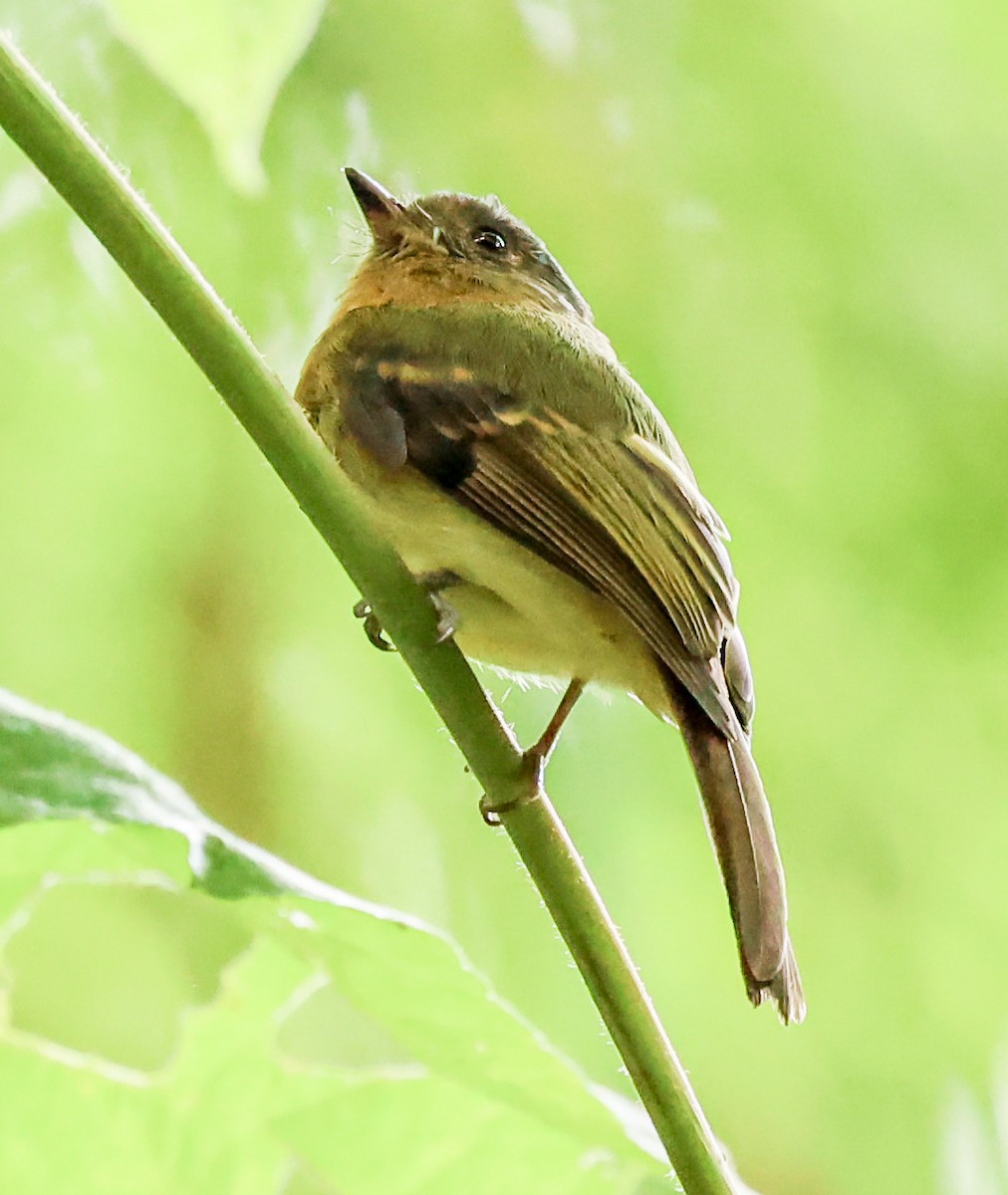 Rufous-breasted Flycatcher - ML604240061