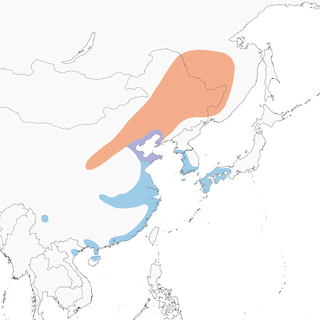 Distribution of the Chinese Penduline-Tit - Range Map