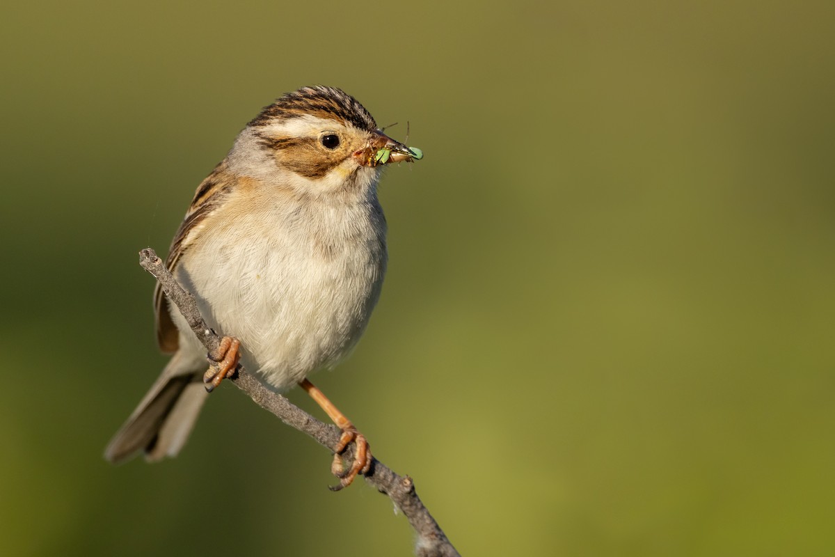 Clay-colored Sparrow - Rain Saulnier
