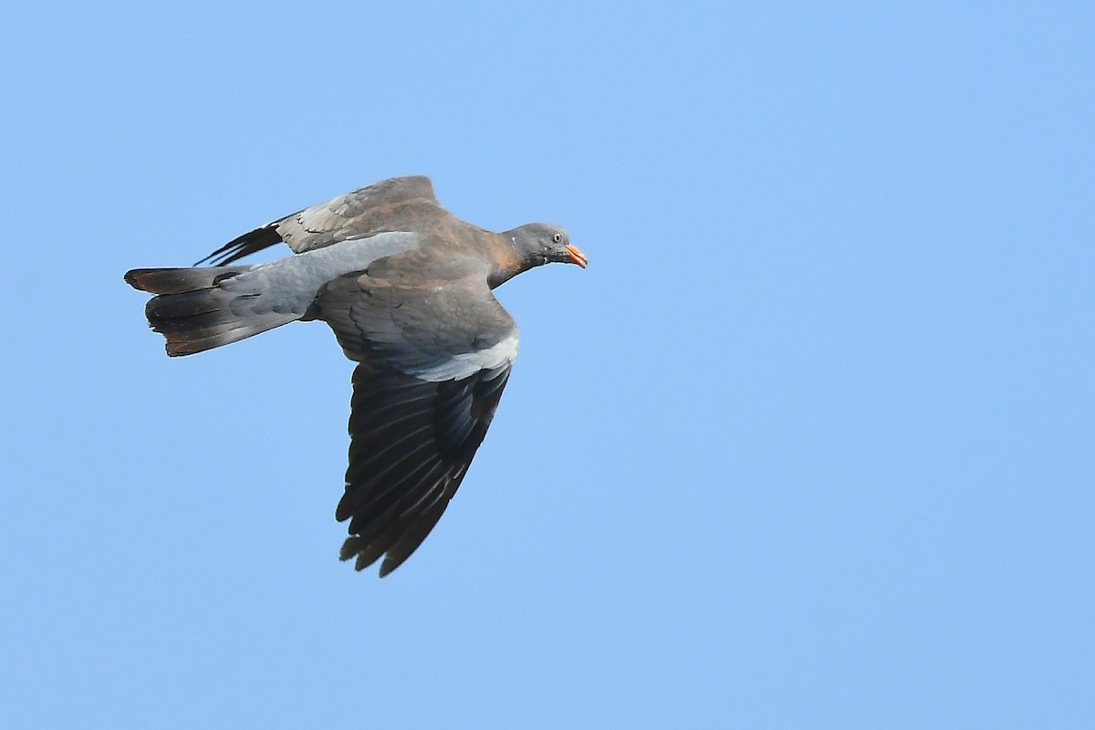 Common Wood-Pigeon - יגל ימין