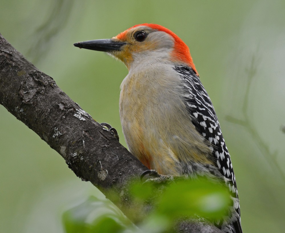 Red-bellied Woodpecker - Dick Horsey