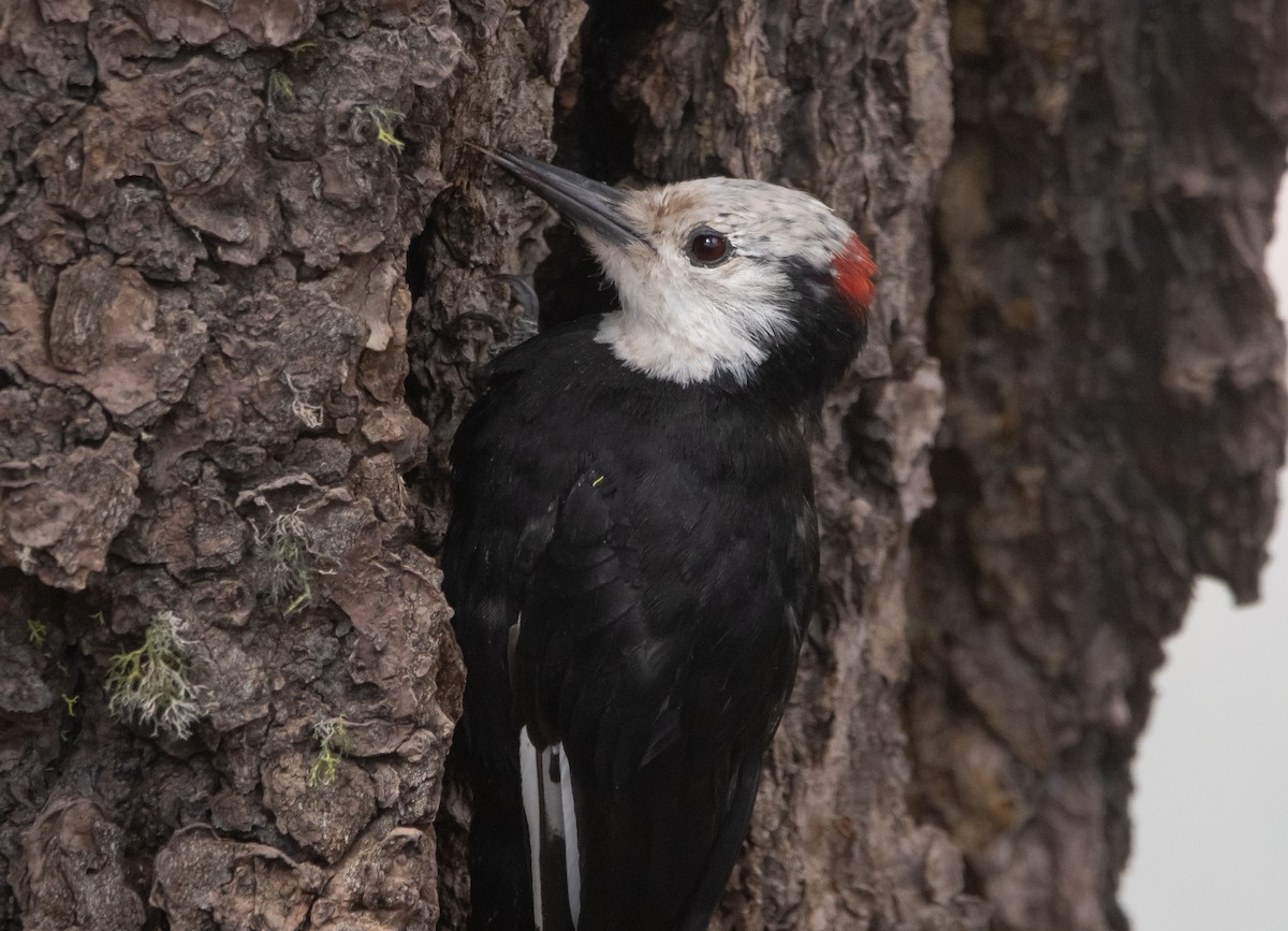 White-headed Woodpecker - ML604251781