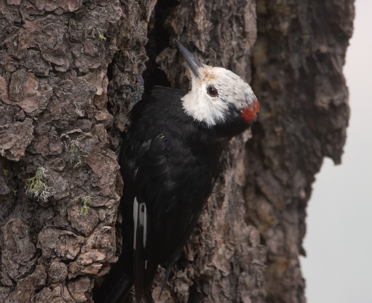 White-headed Woodpecker - ML604251791