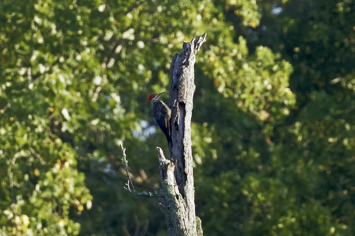 Pileated Woodpecker - ML604253931