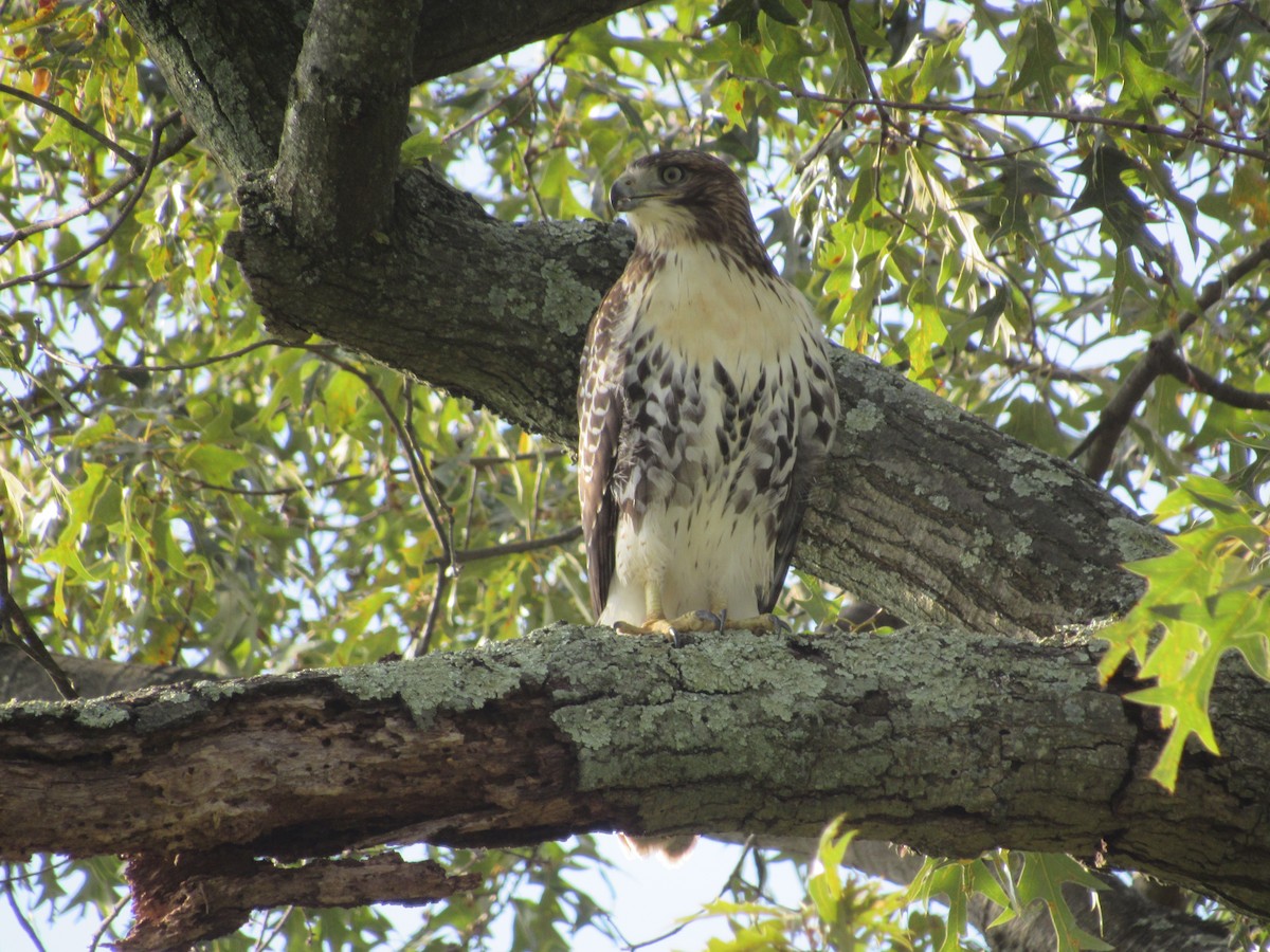 Red-tailed Hawk - ML604254771