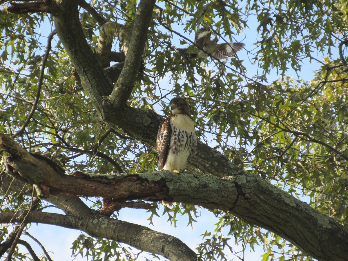 Red-tailed Hawk - ML604254781
