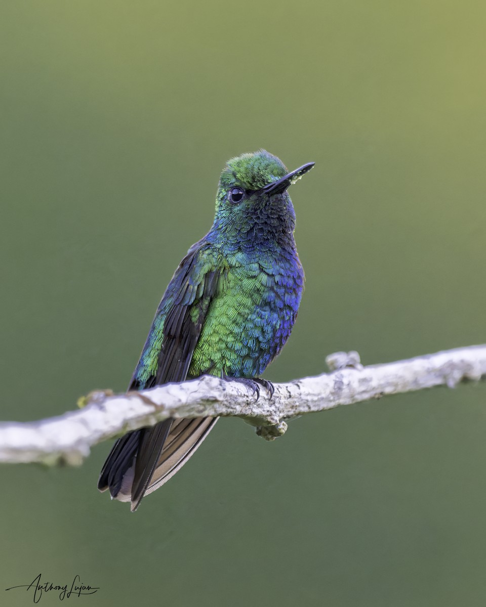 Blue-tailed Emerald - ML604257961