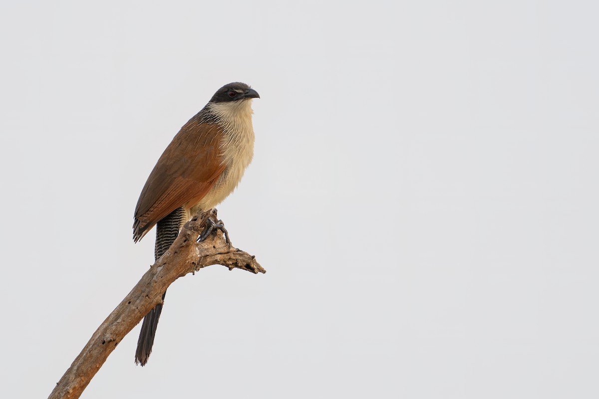 White-browed Coucal - Reece Dodd