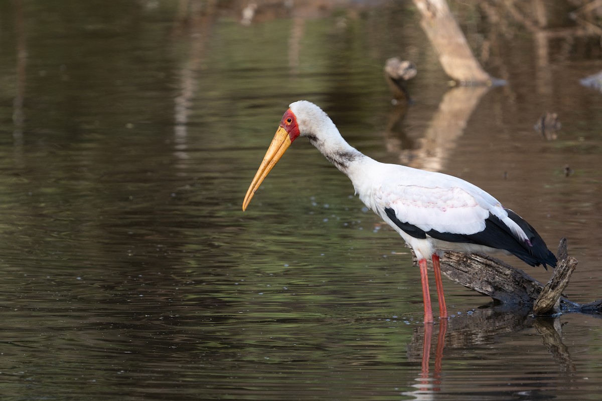 Yellow-billed Stork - Reece Dodd