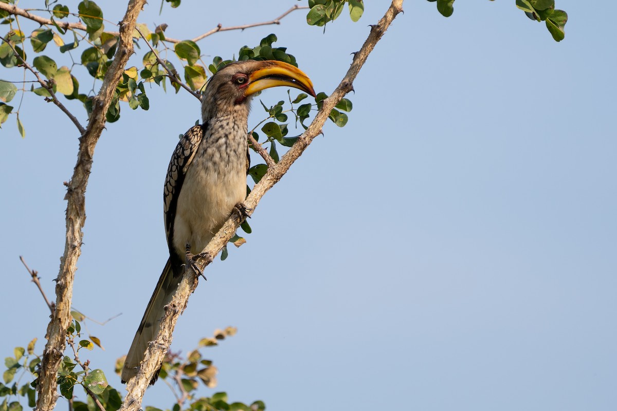 Southern Yellow-billed Hornbill - Reece Dodd