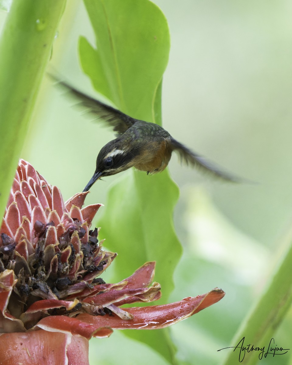 Черногорлый колибри-отшельник - ML604259451