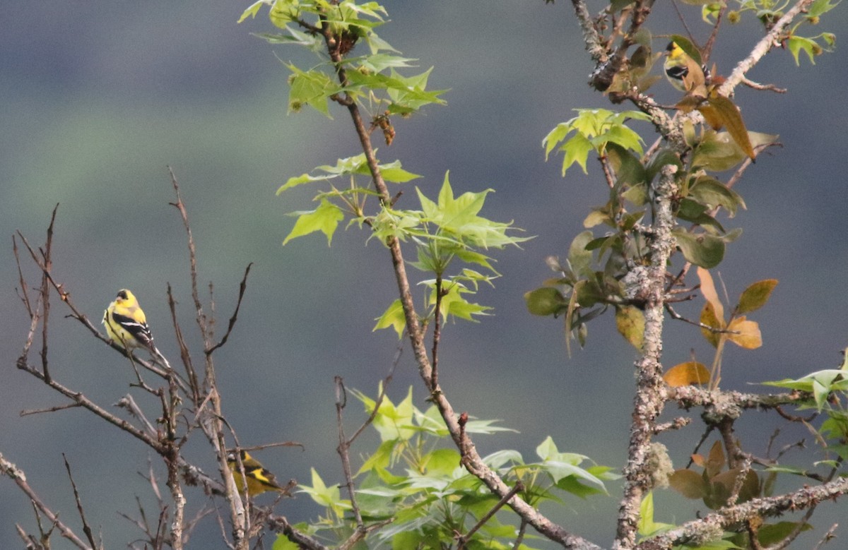 American Goldfinch - ML604259661