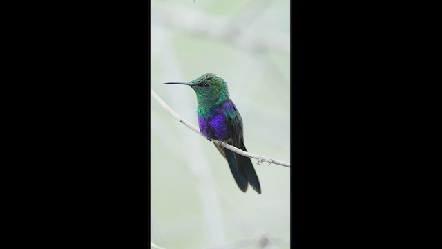 kolibřík nymfový - ML604259881