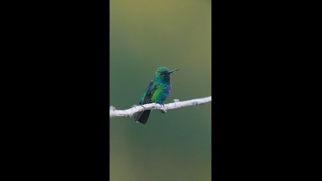 Blue-tailed Emerald - ML604260951
