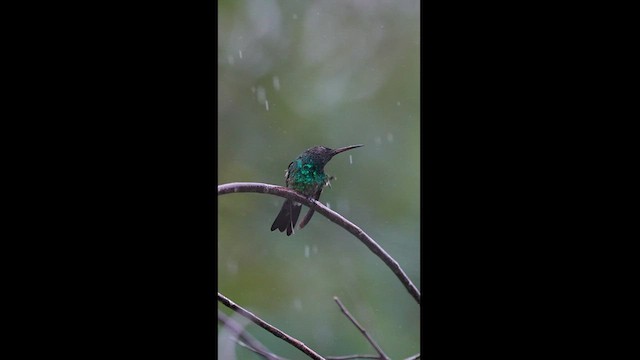 kolibřík nymfový - ML604261251