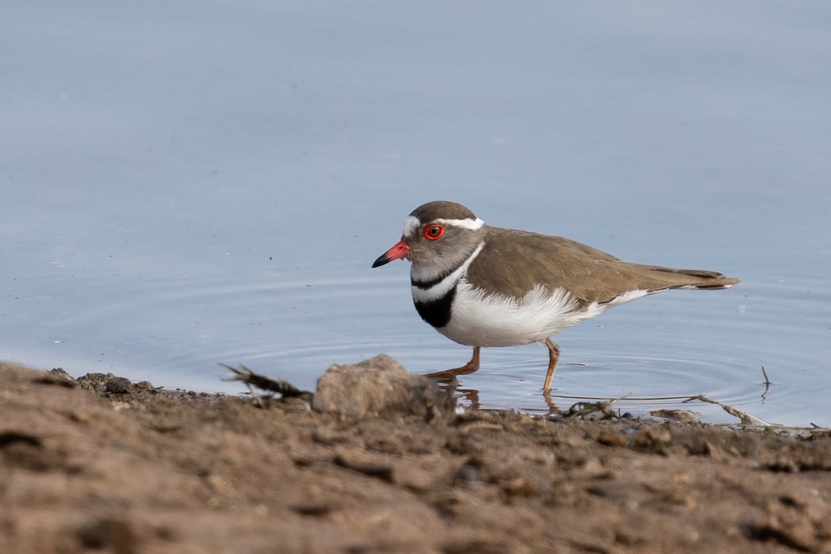 Three-banded Plover - ML604263771