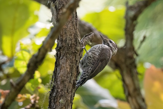 Arizona Woodpecker