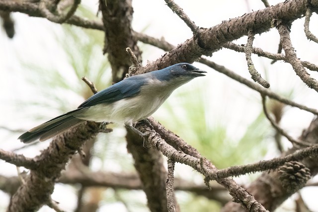 Transvolcanic Jay