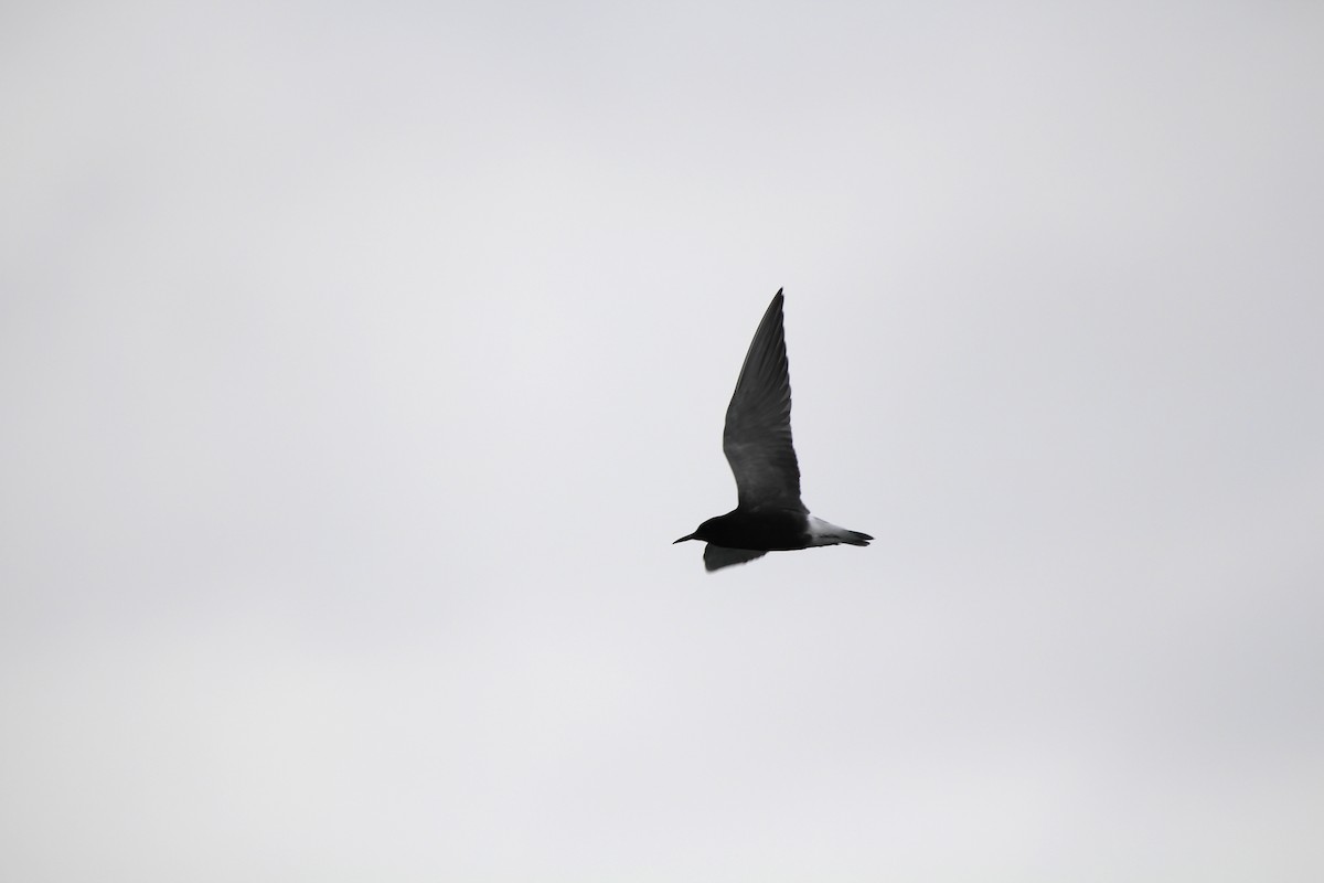 Black Tern - ML60427111