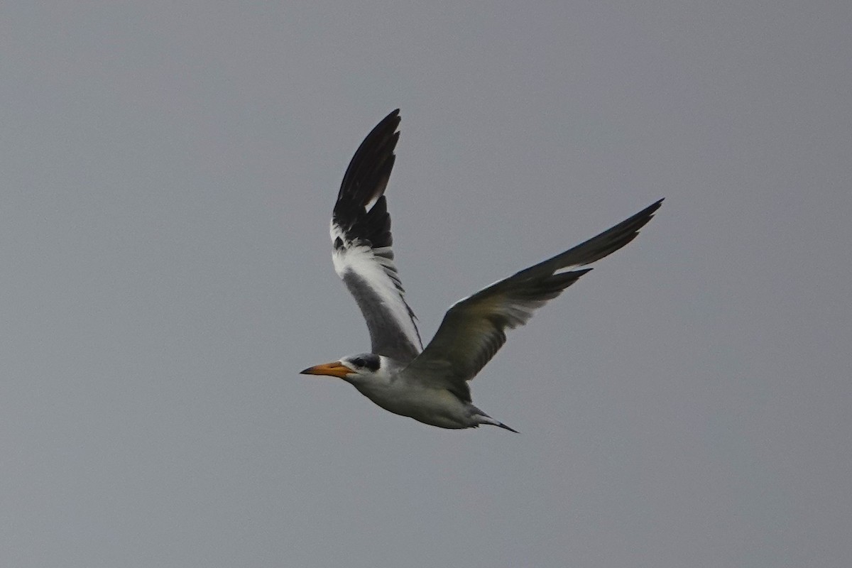 Large-billed Tern - Barbara Stewman