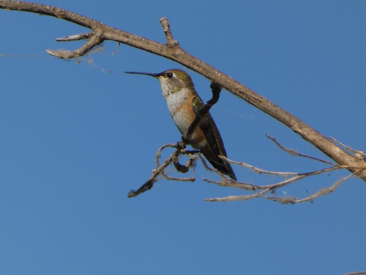 Rufous Hummingbird - ML604272371