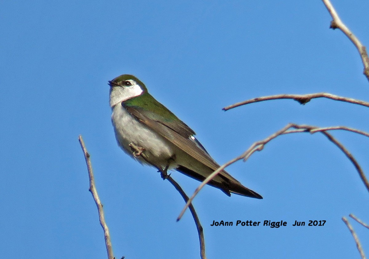 Violet-green Swallow - JoAnn Potter Riggle 🦤