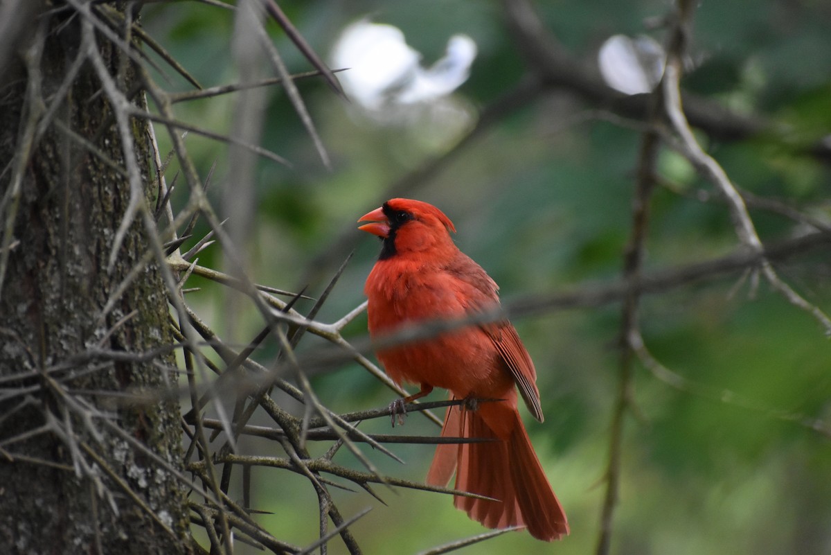Cardinal rouge - ML604279991