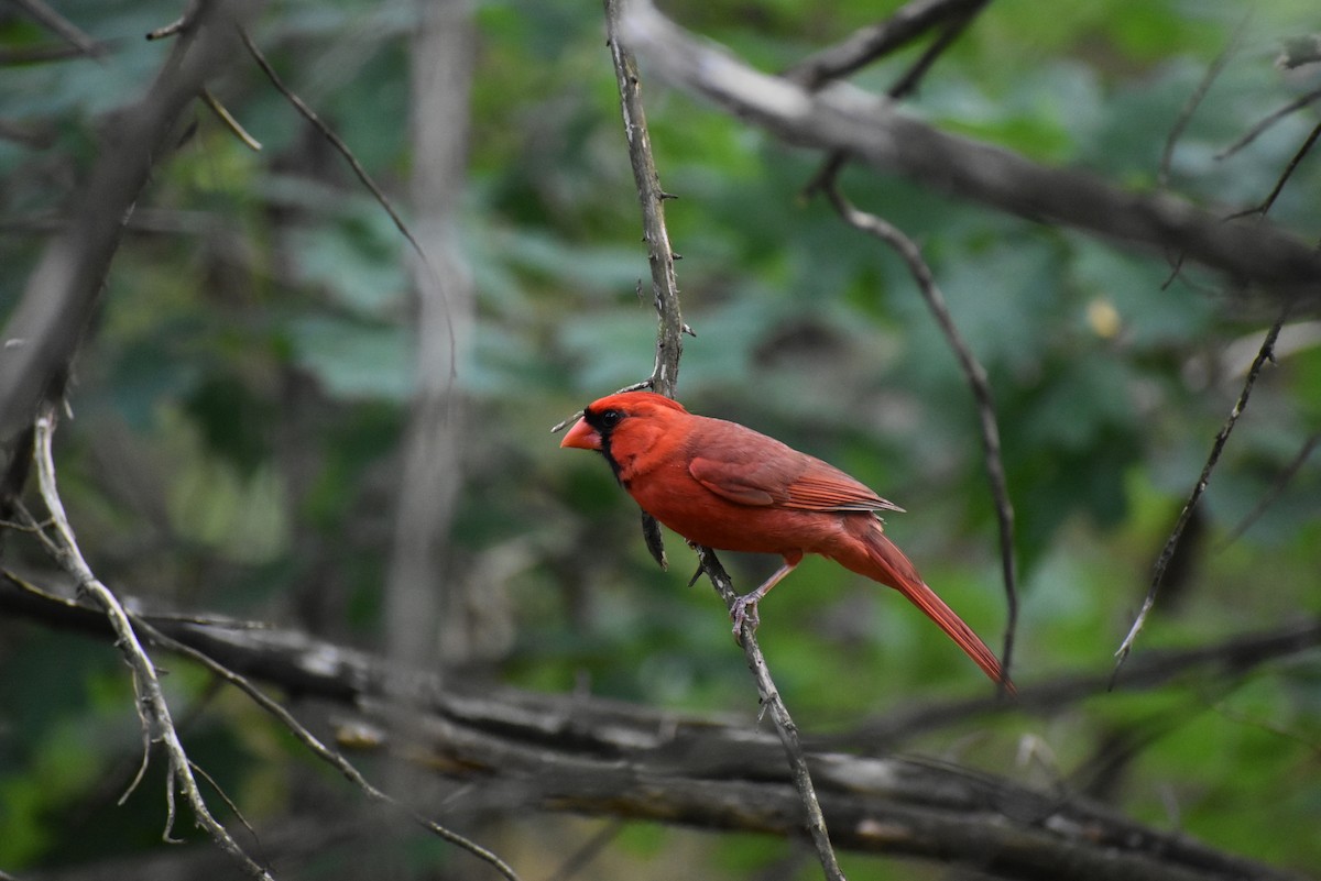 Cardinal rouge - ML604280011
