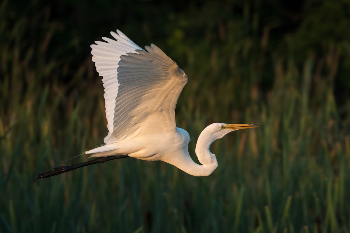 Great Egret - ML604280901