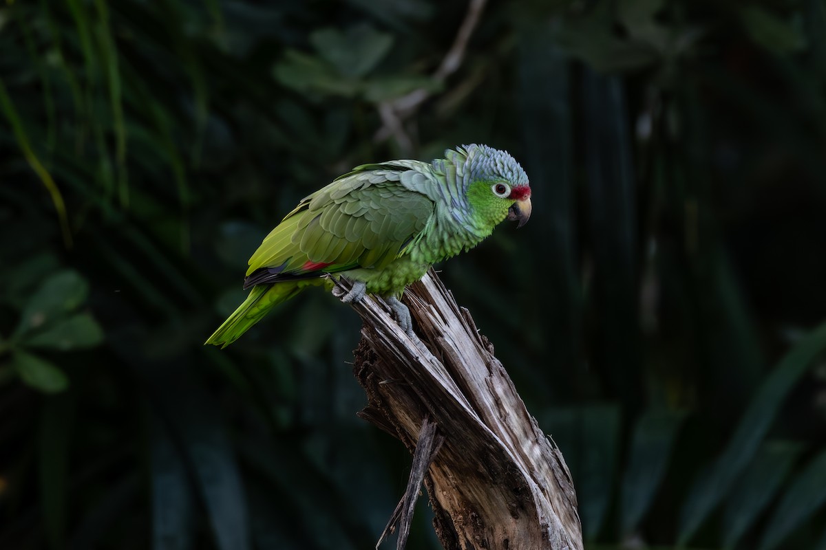 Red-lored Parrot - ML604281881