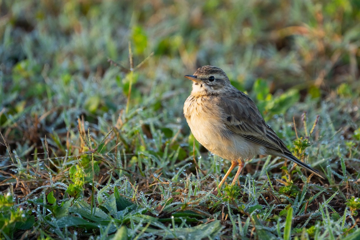 African Pipit - ML604282461