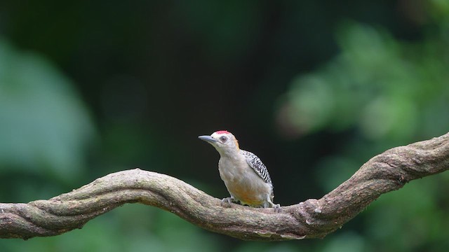 Hoffmann's Woodpecker - ML604284621