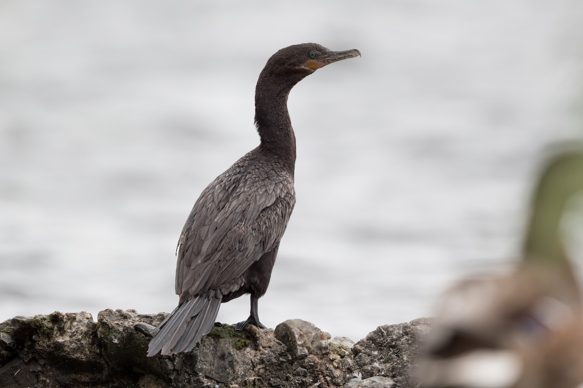 Neotropic Cormorant - ML604287021