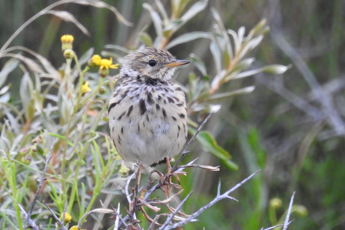 Meadow Pipit - ML604287441