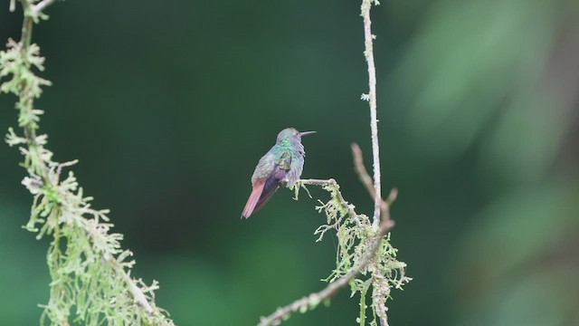 Rufous-tailed Hummingbird - ML604289591