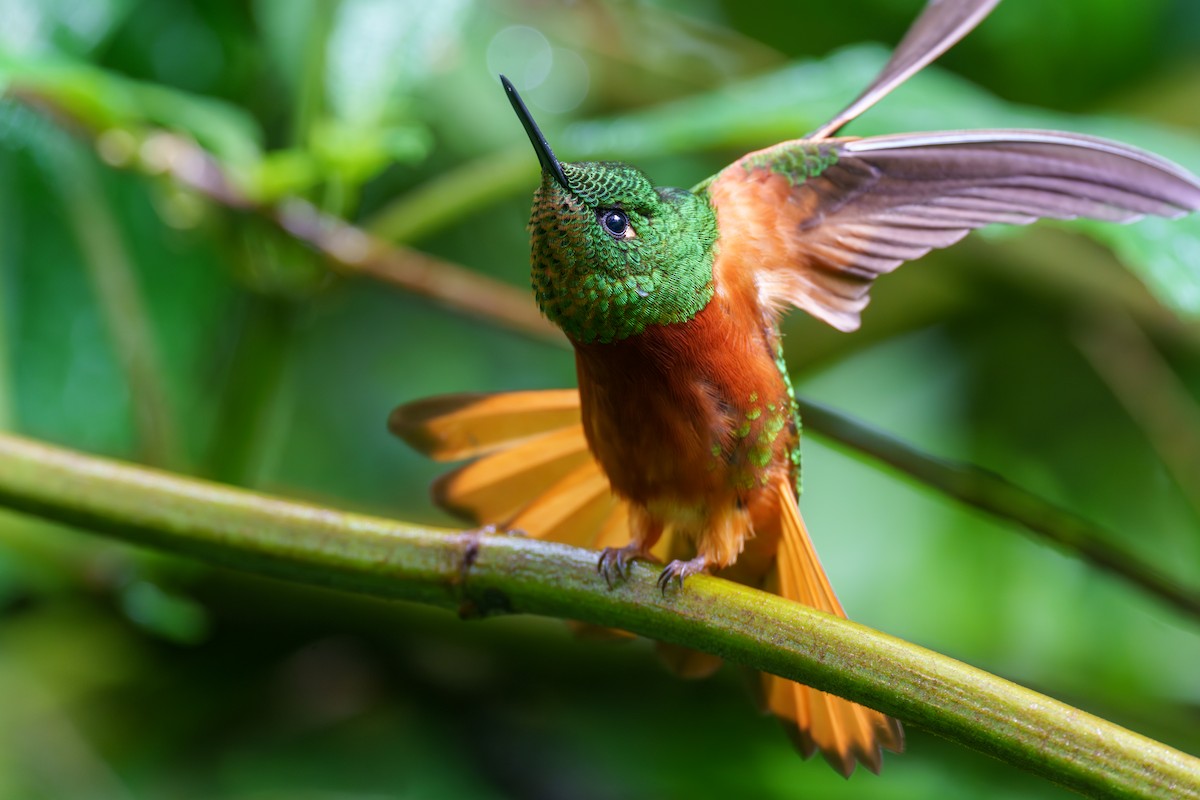 kolibřík peruánský - ML604291331