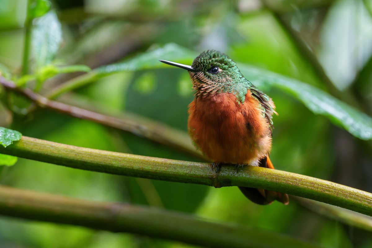 kolibřík peruánský - ML604291341