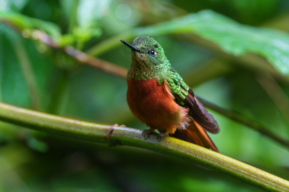 kolibřík peruánský - ML604291351